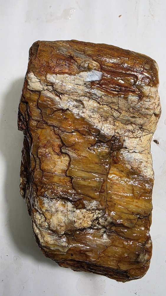 petrified wood log