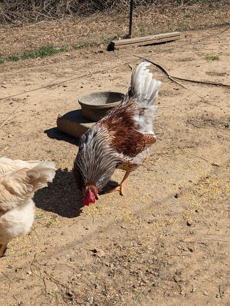 10+ WHITING TRUE GREEN Egger CHICKEN HATCHING EGGS 300+EGGS PER YEAR