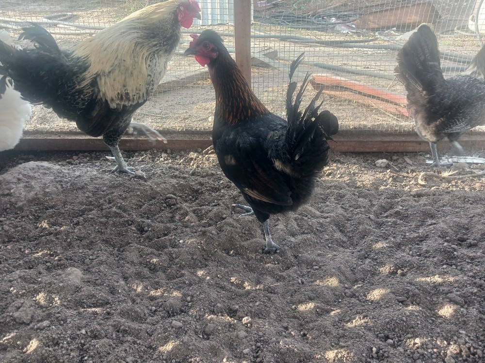 8+  American Long Crower Hatching Eggs