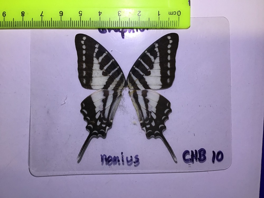 CHB 10 A+/A Graphium nomius