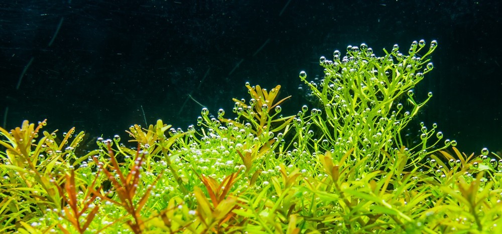 Chihiros C2 Timer Dimmable Aquarium LED Light with Bluetooth Controller