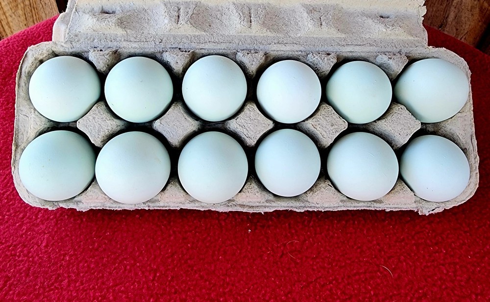 Cream Legbar Hatching Eggs 12+ NPIP Autosexing