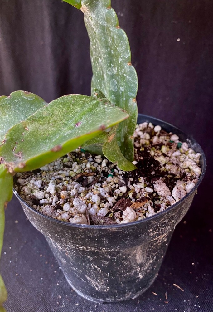 Rhipsalis pachyptera, succulent