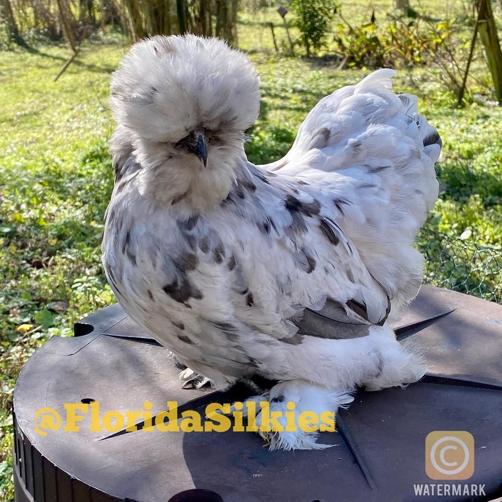 Silkie Hatching Eggs Assorted Colors (READ!) 4+