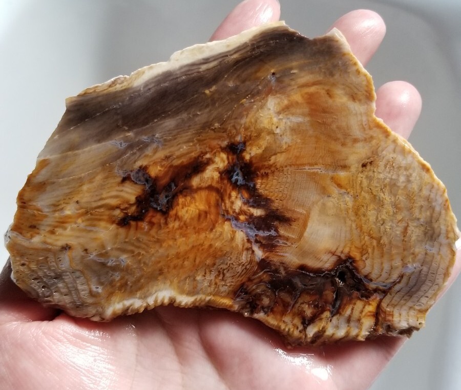 Hell's Canyon Petrified Wood Slab