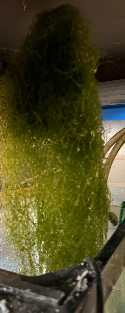 Chaetomorpha Macro Algae 1 Cup