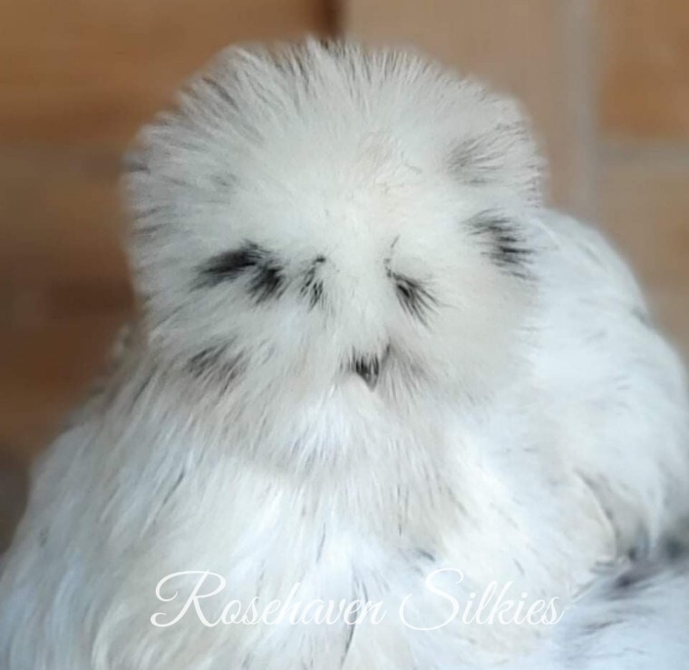 6 quality Silkie Hatching Eggs