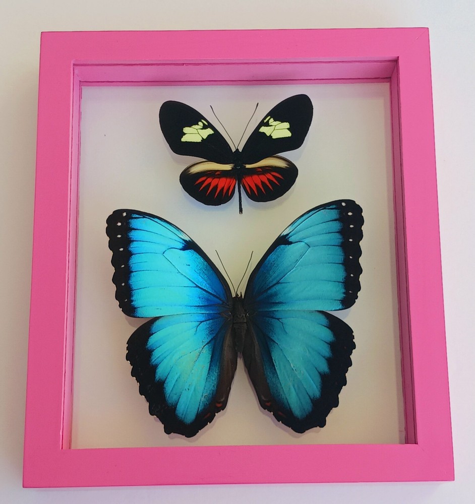 2 REAL BUTTERFLIES FRAMED MOUNTED DOUBLE GLASS