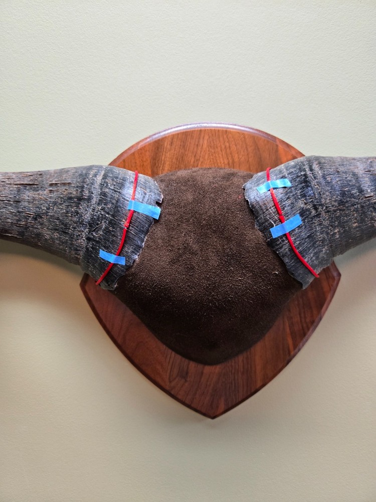Plaque Mounted Blue Wildebeest Horns