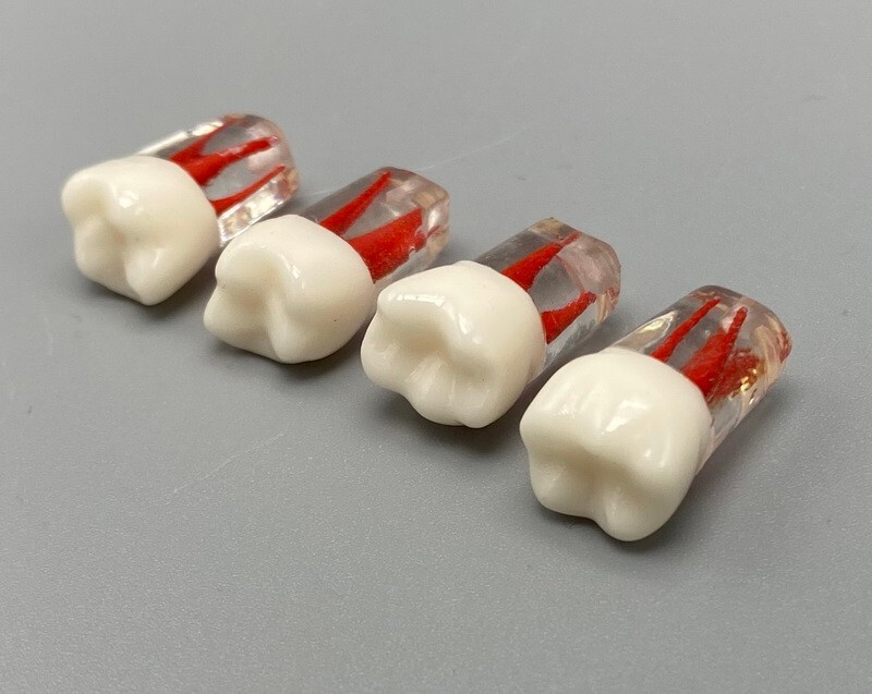 5pcs Dental Root Canal Teeth Study Practice Model Endodontic RCT Endo Pulp File