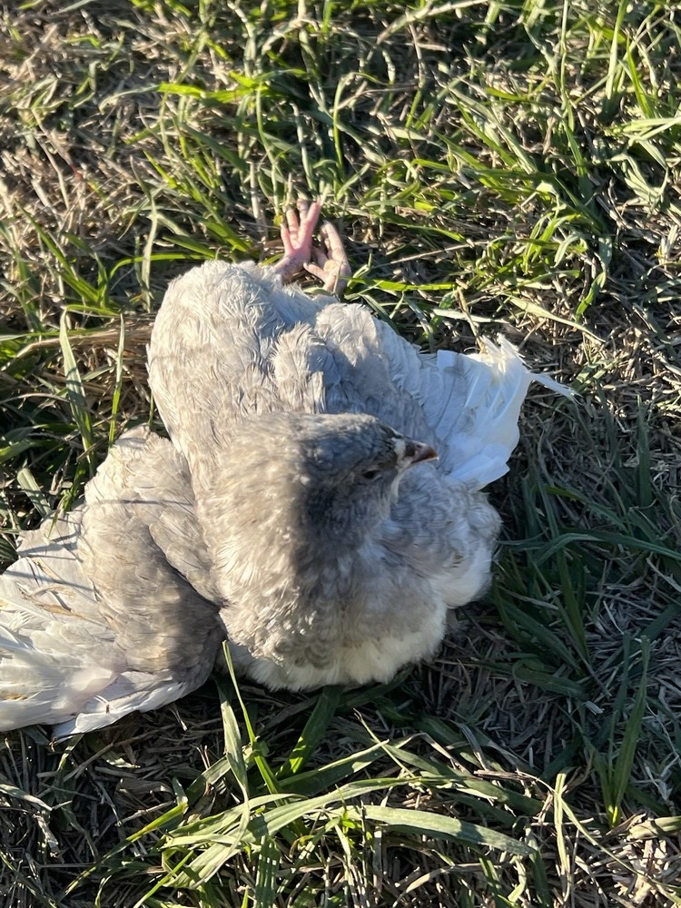 30 + mix count Coturnix hatching eggs