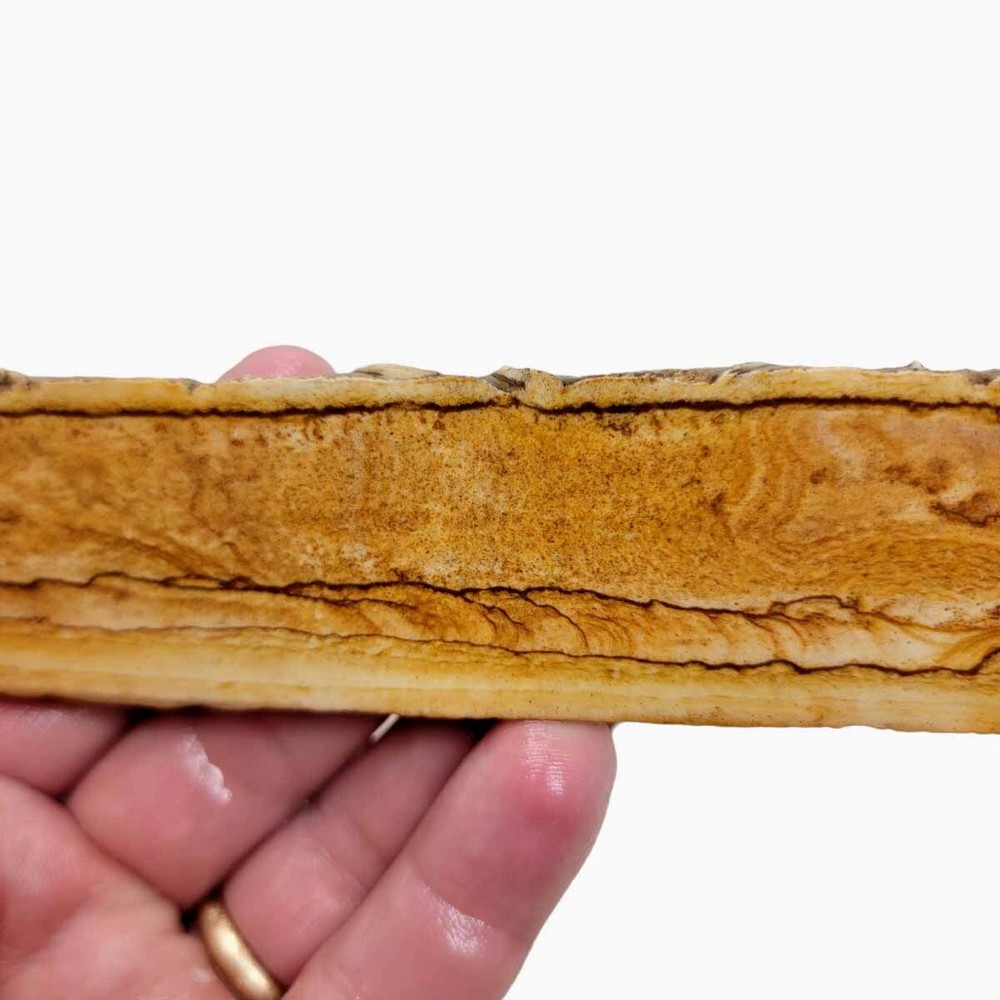 Chicken Track Jasper Slab! Lapidary Stone Slab!