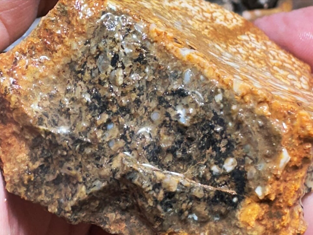 Dinosaur bone rough fortified wash split.