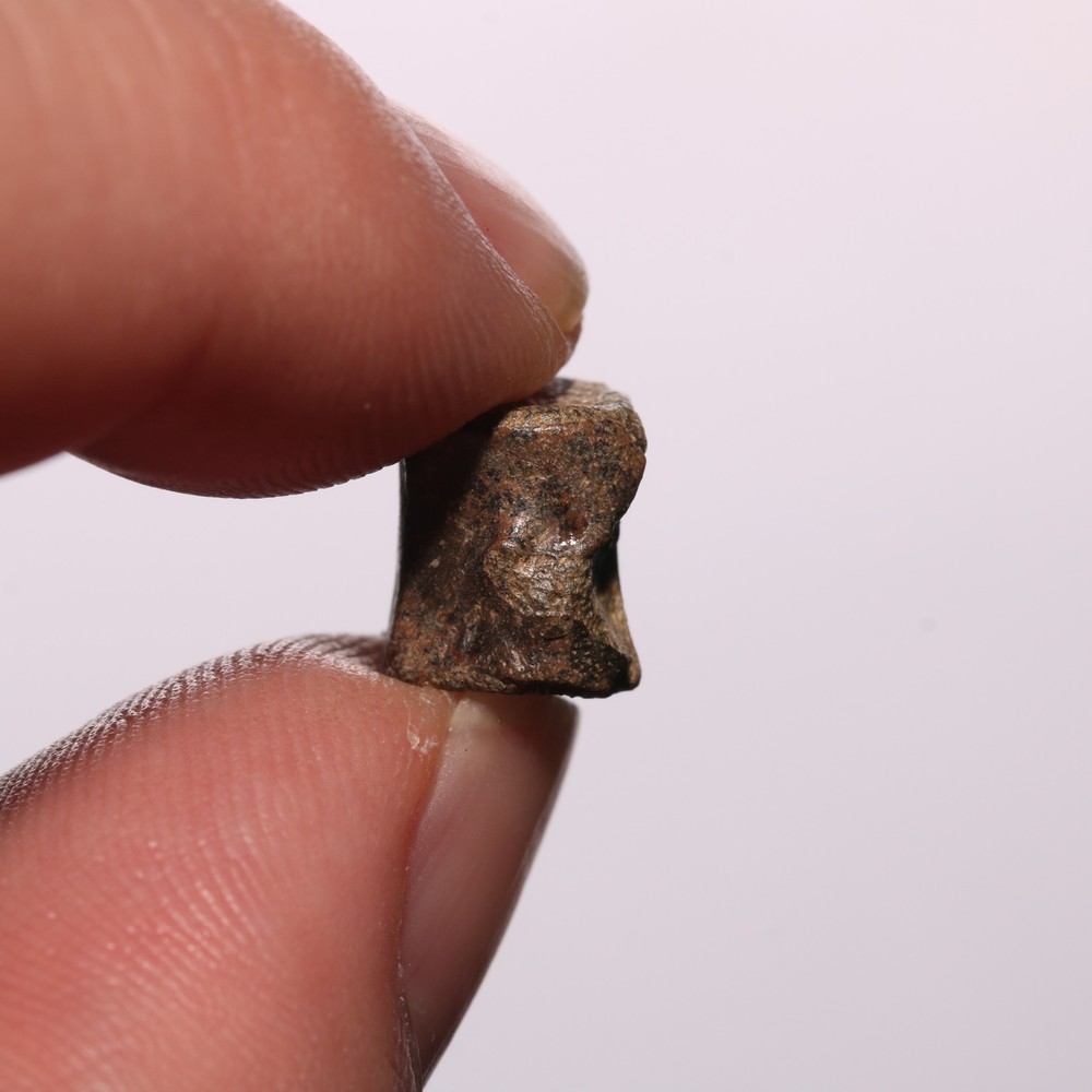 Tiny Champsosaurus Vertebra Dinosaur Age from Hell Creek Formation Cretaceous
