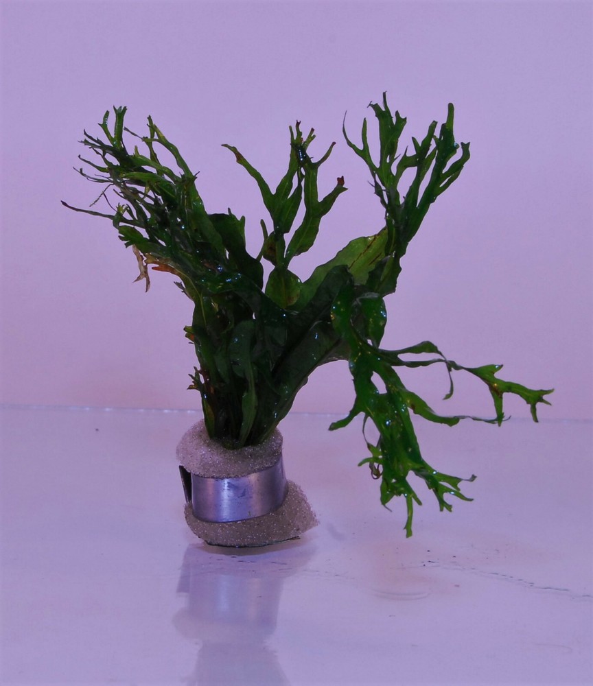 JAVA FERN MICROSORIUM WINDELOV ONE BUNDLE-Freshwater Aquatic Live Plants