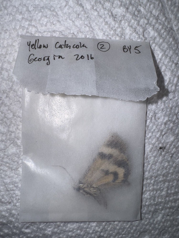 BY5 - Small Yellow Catacola Underwing Moth 2