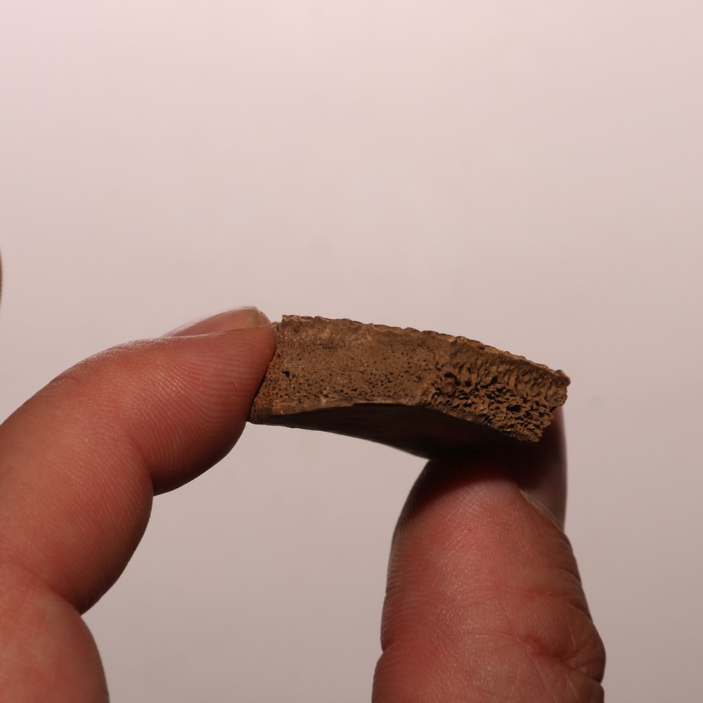 Turtle Shell Dinosaur Aged - Hell Creek Formation - Nice - CRETACEOUS