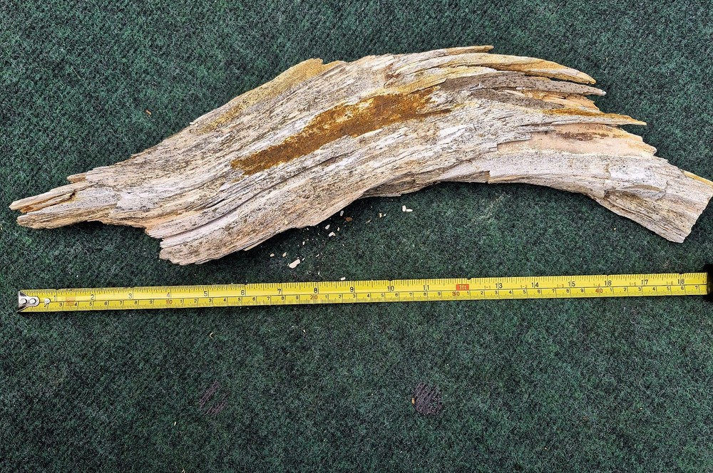 Texas Petrified Wood 19in.