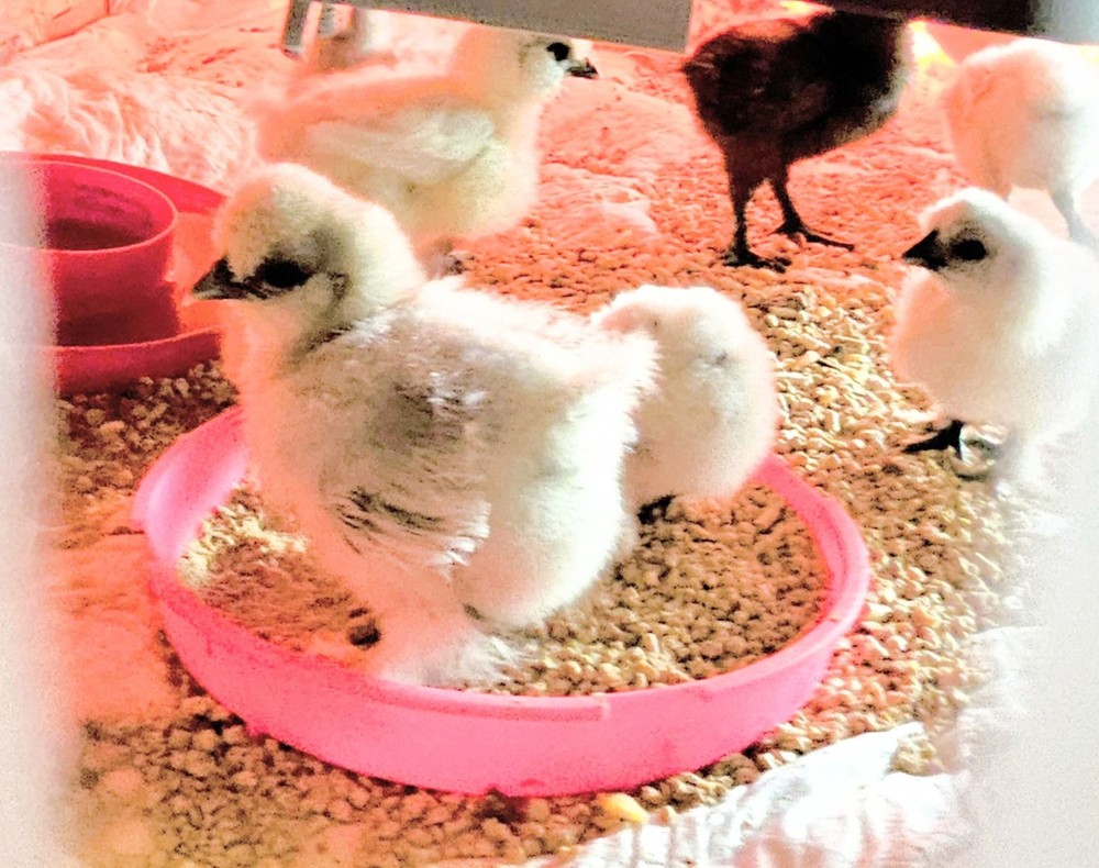 18 Silkie Hatching Eggs
