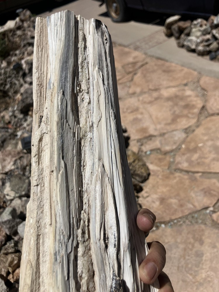 Opalized Petrified Wood Specimen (NM)