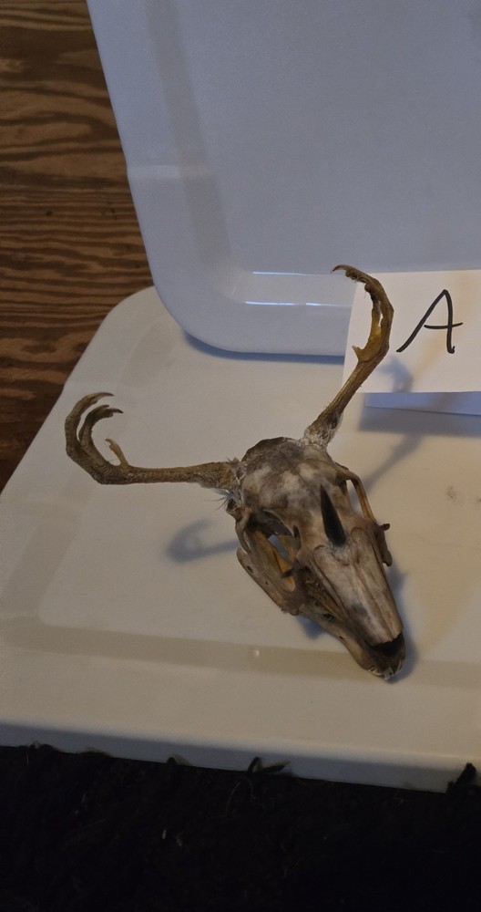 Wendigo Skull A