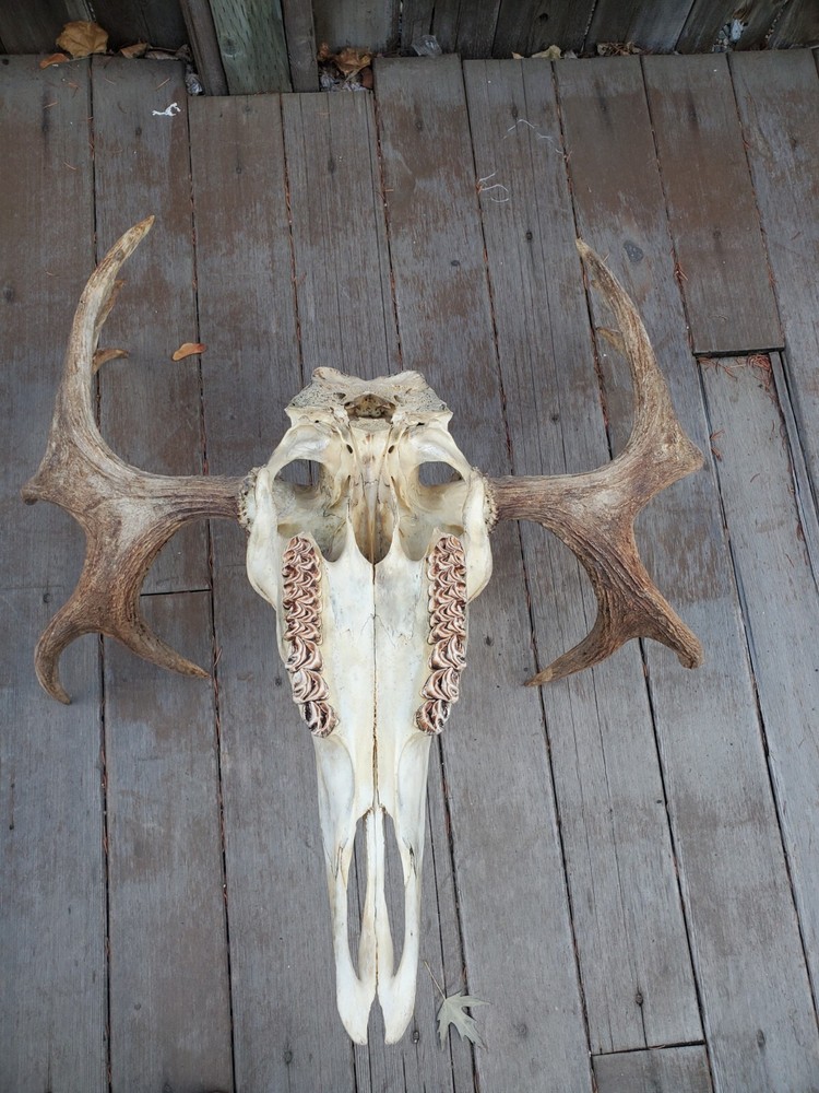 Shiras Moose European Mount