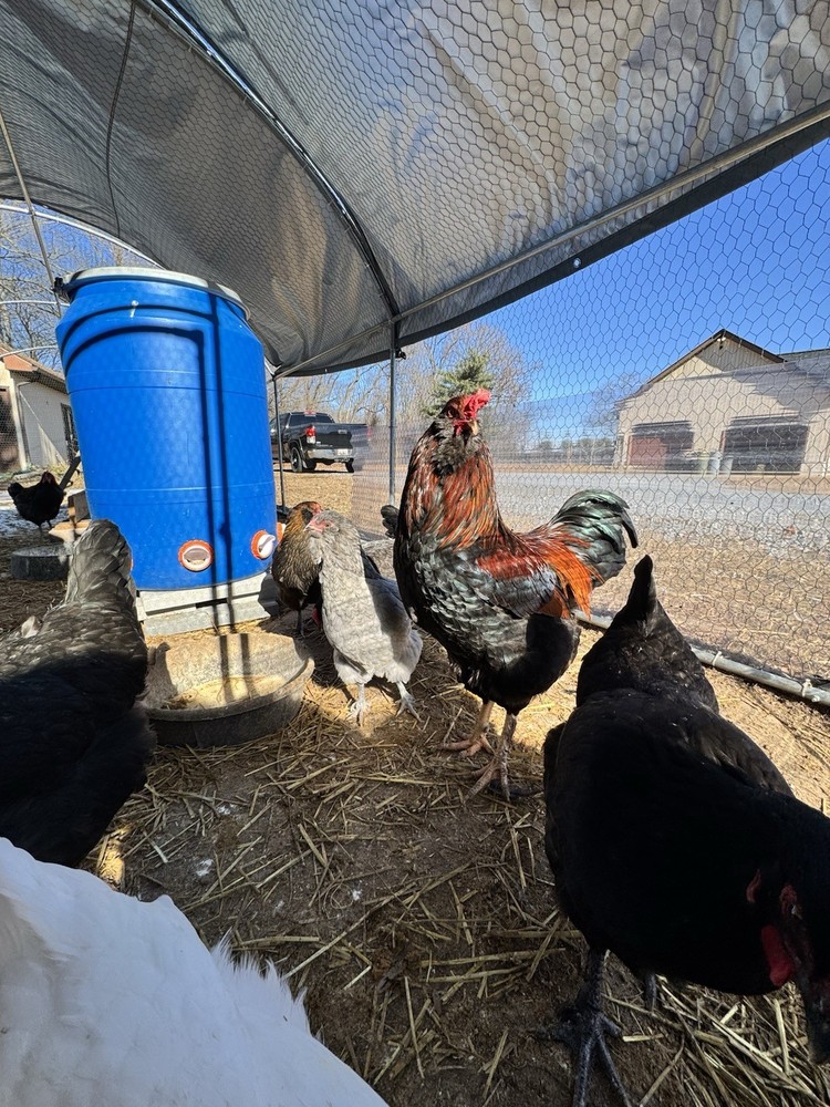 6+ Olive Hatching Chicken Eggs