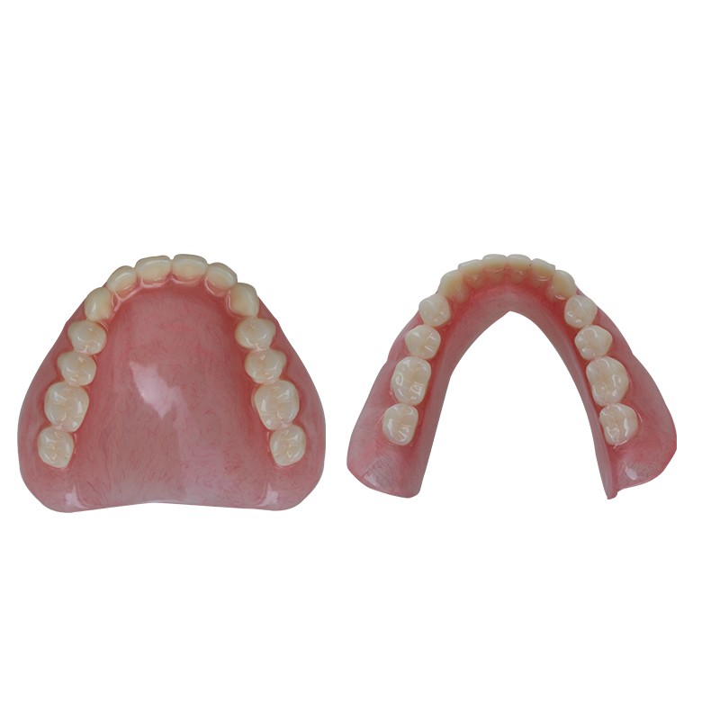 Denture Model for Dental Practice High Quality Lab Training Tool Customizable