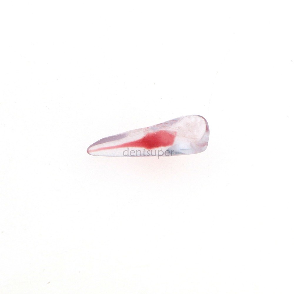 12 Sizes Dental 3D Curved Root Teeth Model RCT Endo Practice Training Tooth Mode