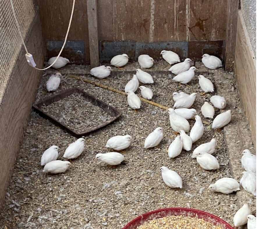 20 White & Tuxedo  BUTTON QUAIL EGGS ships USPS PRIORITY @ your risk READ ALL