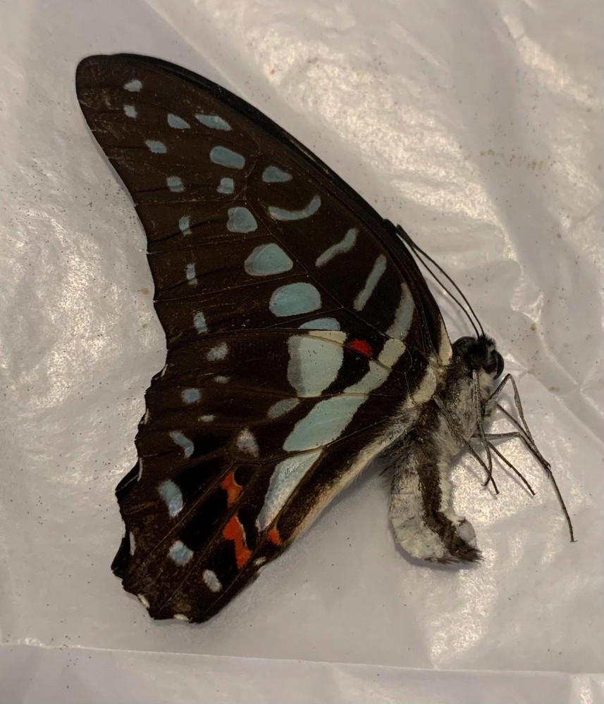 lot of 10 Unmounted Graphium euryphilus