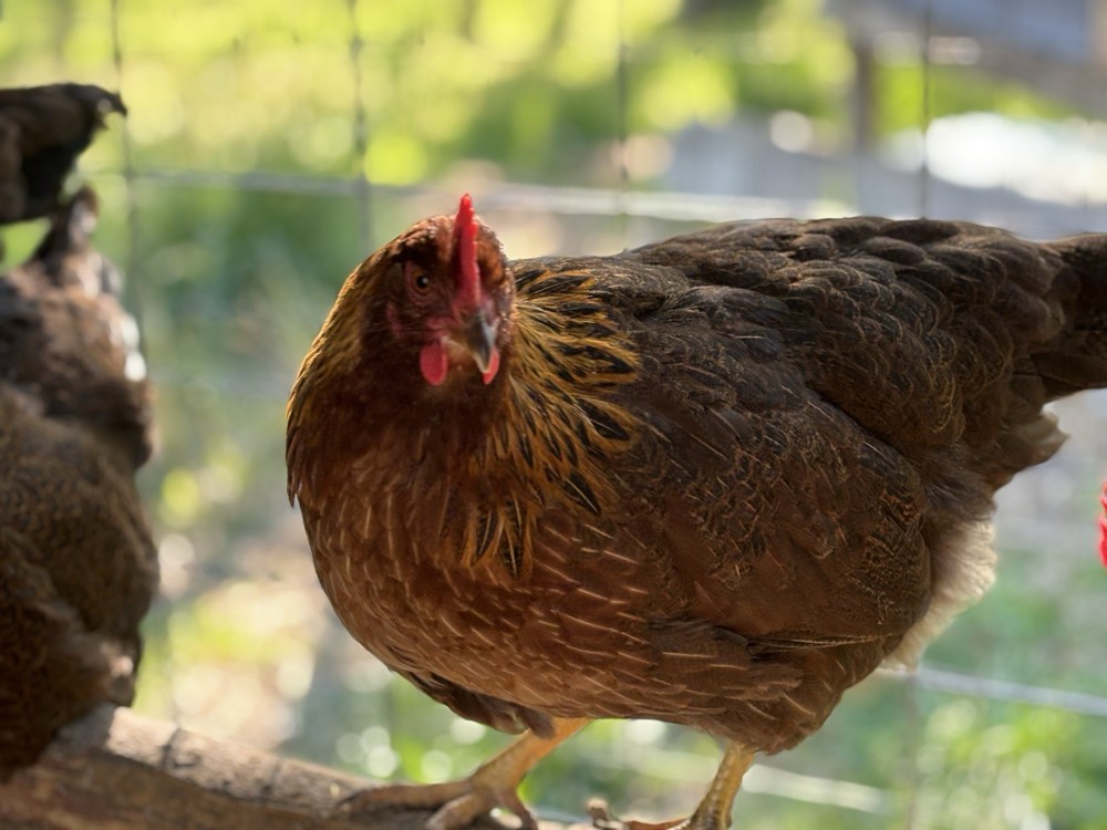 Welsummer hatching eggs (12 Eggs)