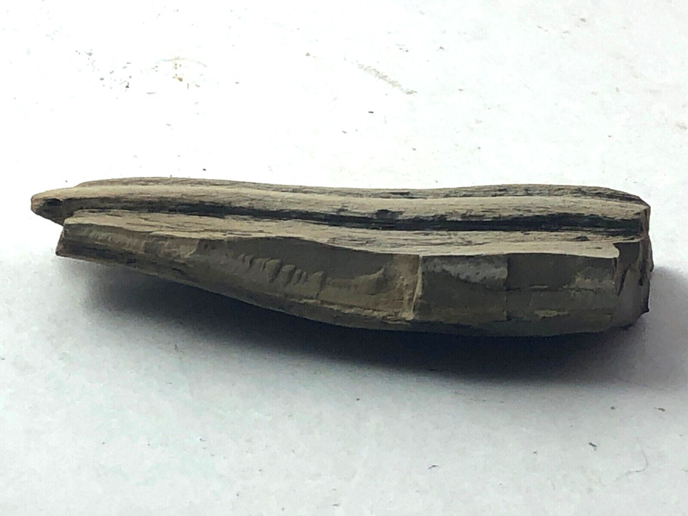 Petrified Wood 2.5 oz.