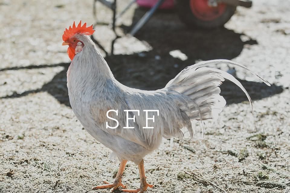 12pk Opal/Cream Legbar Hatching Eggs