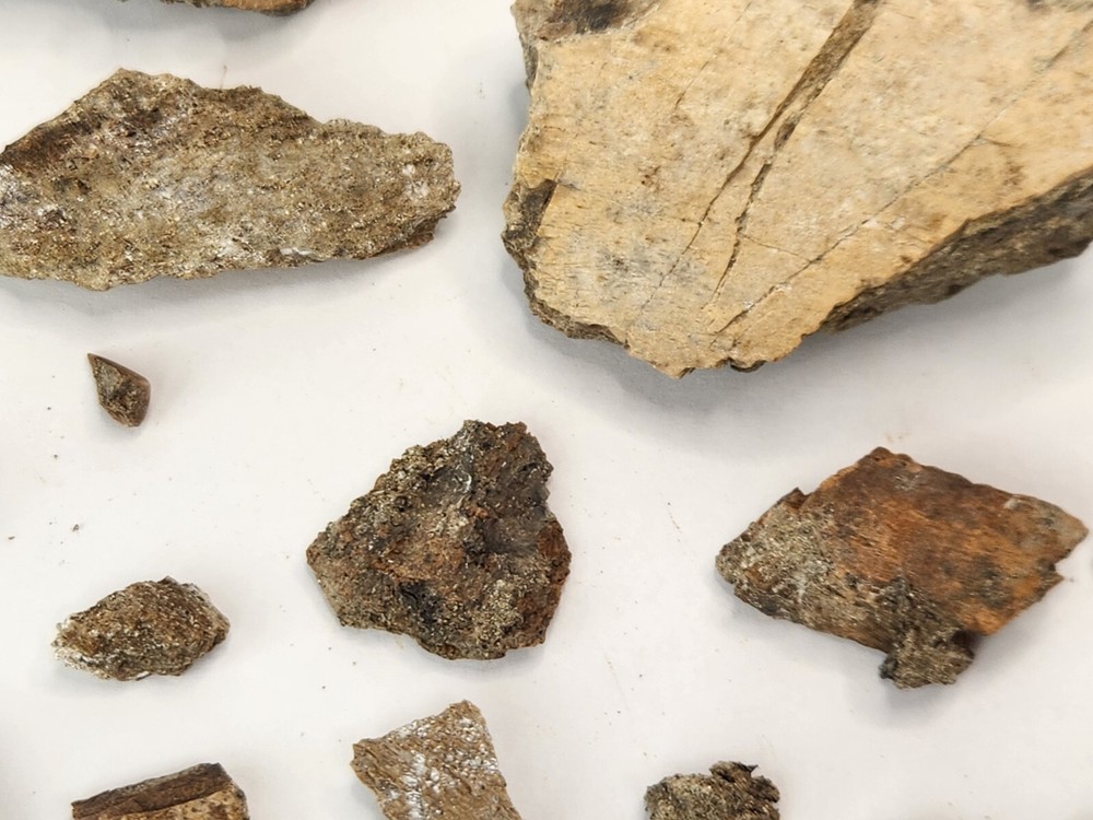 Fossil Bone Bits Lot - Hell Creek Fm. - Wibaux and Garfield Co., MT