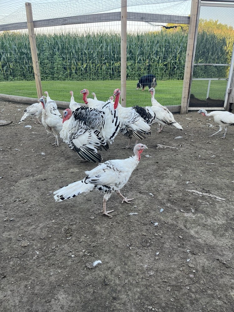 8 Royal Palm Hatching Eggs