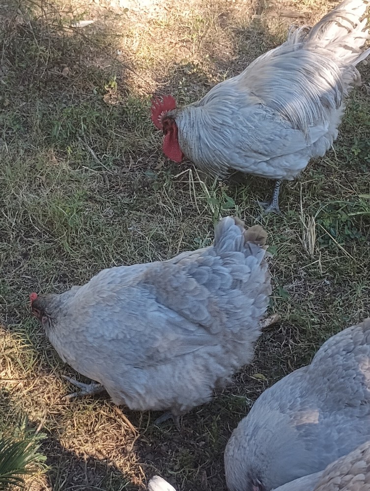**RARE**(6) Lavender Orpington Hatching Eggs