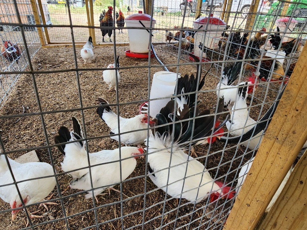 Black Tail White Japanese Chicken Hatching Eggs 10+