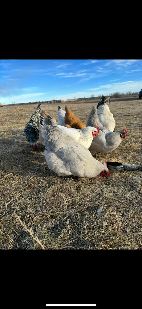 15 Rainbow Hatching Eggs from FREE RANGE CHICKENS