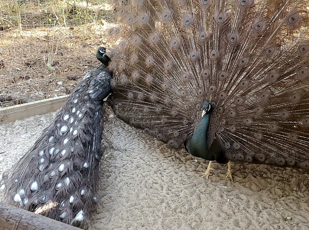*5* Peacock Peafowl Hatching Eggs Variety Pack! *Ready Now* *NPIP*