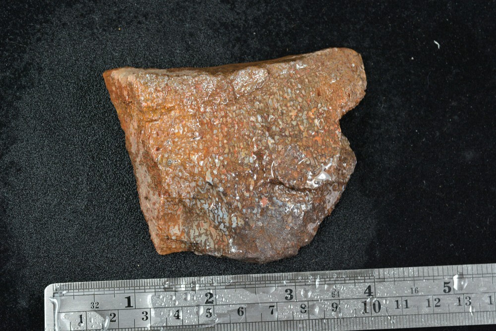 Blue Agatized Dinosaur Bone Utah 144 grams