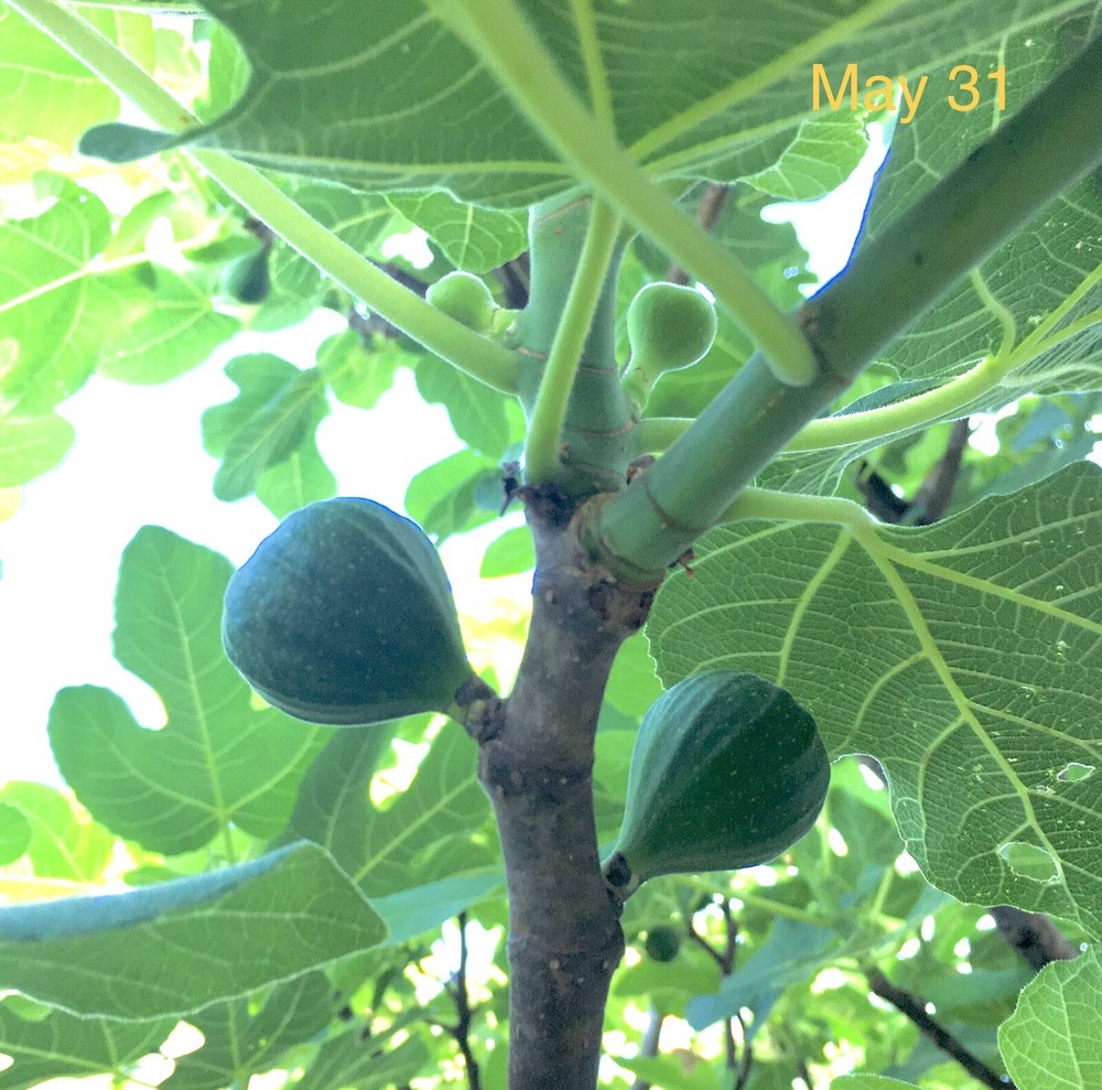 Organic Fig Tree 5 Cuttings ---Hardy Chicago