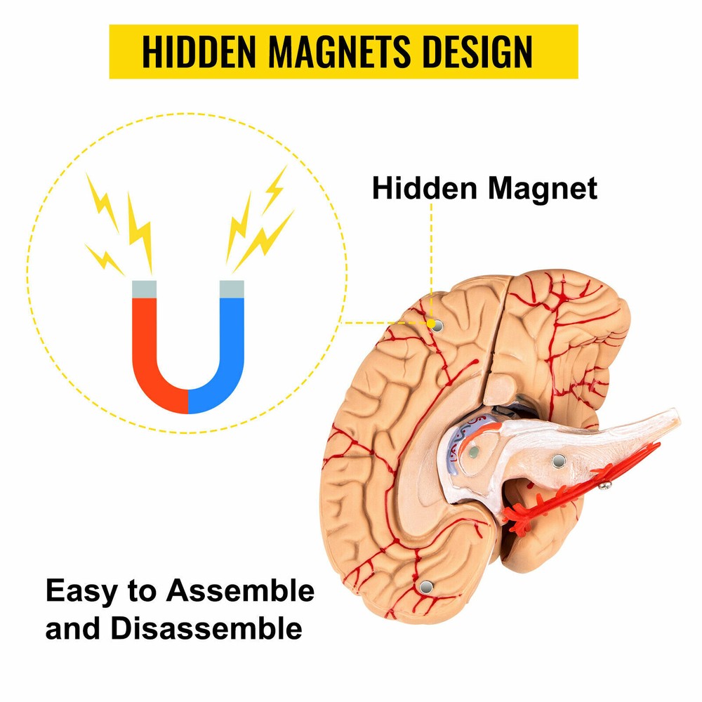 Human Skull Colored Skeleton 8 Pc Brain Model & 7 Cervical Vertebrae Base USA