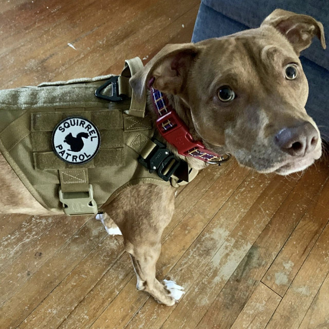 Bunny Patrol Embroidered Patch with Hook Fastener Available