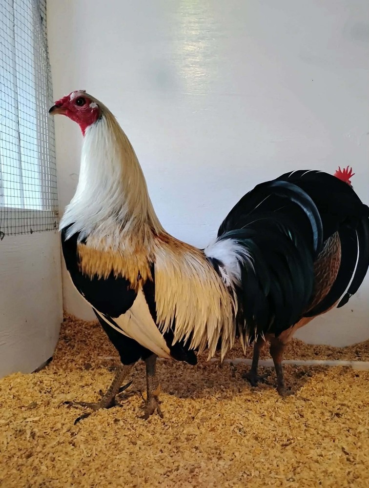 6+ Quality Landrace Chicken Hatching Eggs