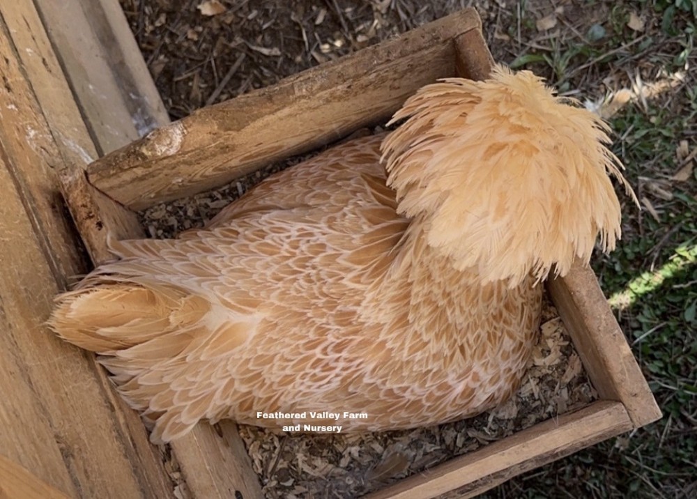 6 Buff Laced Polish - Hatching Eggs - NPIP -PreOrder