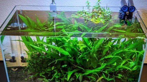 Java Fern (Rooted in Small Lava Rock)
