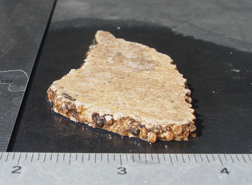 Oolite Lapidary Slab T1210