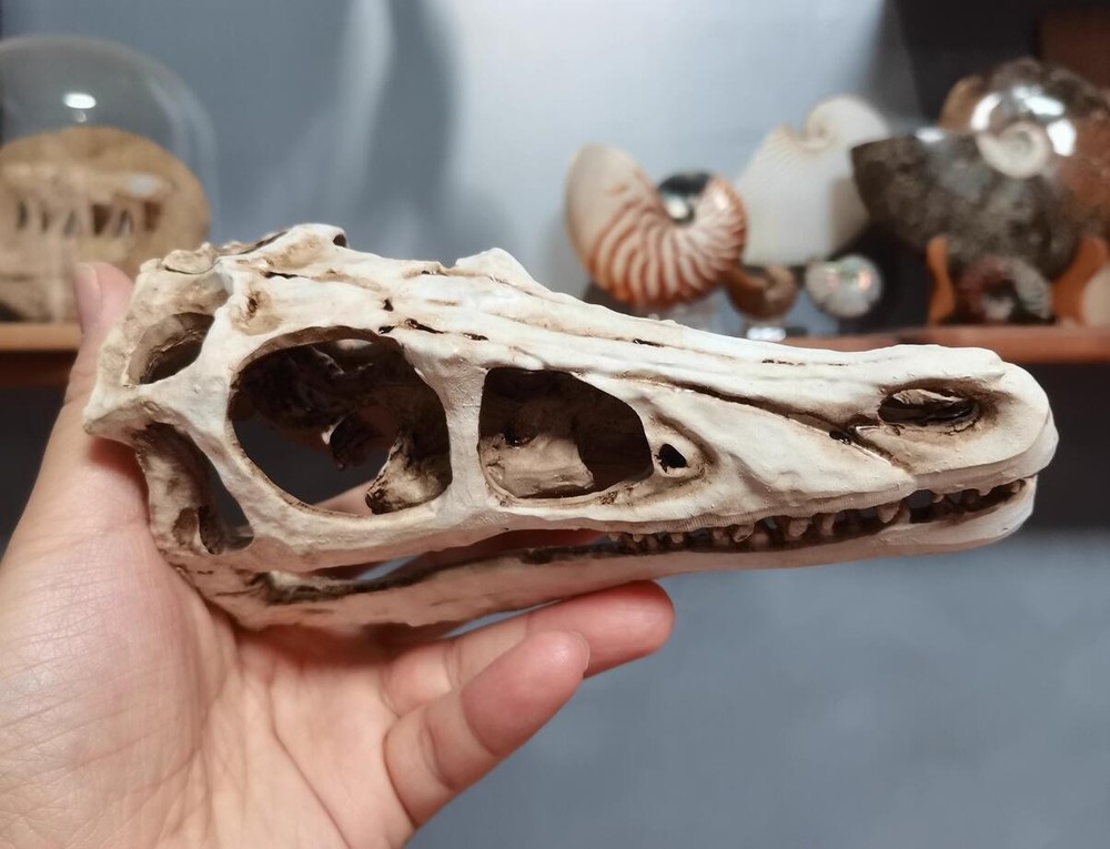 Velociraptor Skull model Dinosaur Model Statue Display Animal Model