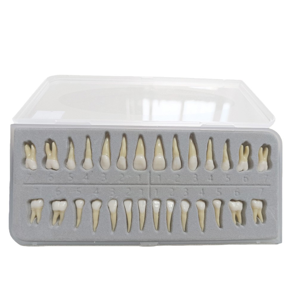 Dental 1:1 Permanent Teeth Demonstration Teach Study Model with 28Pcs Teeth